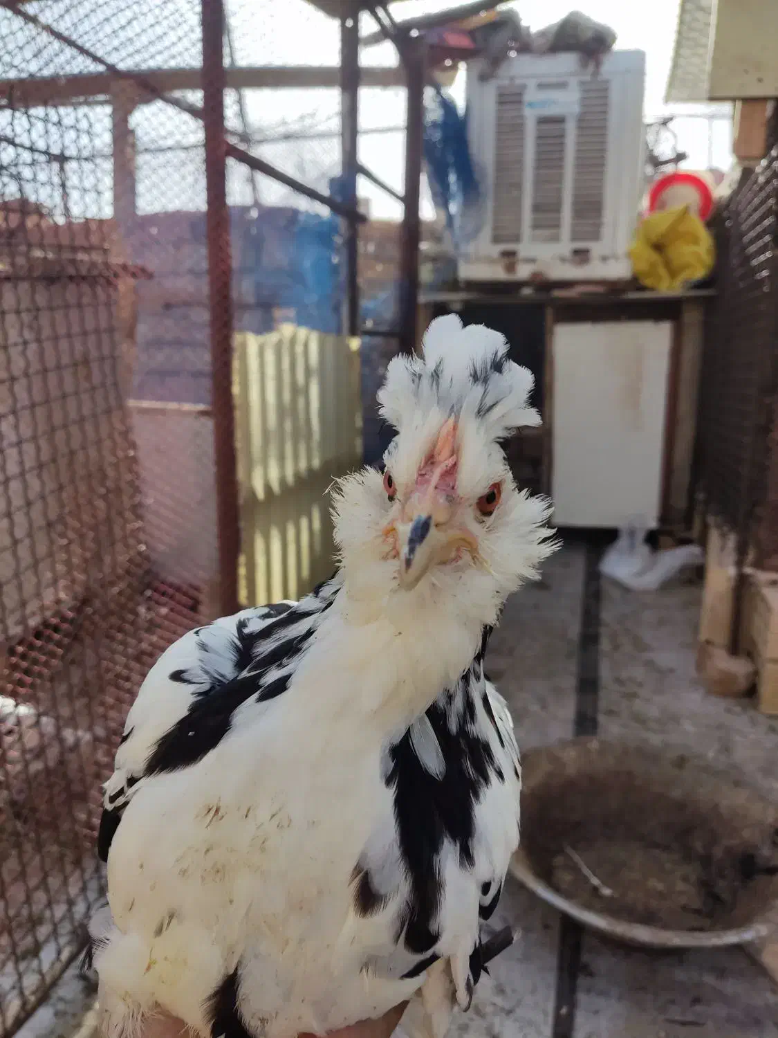 تخم نطفه دار گلین|حیوانات مزرعه|چهارباغ, |دیوار