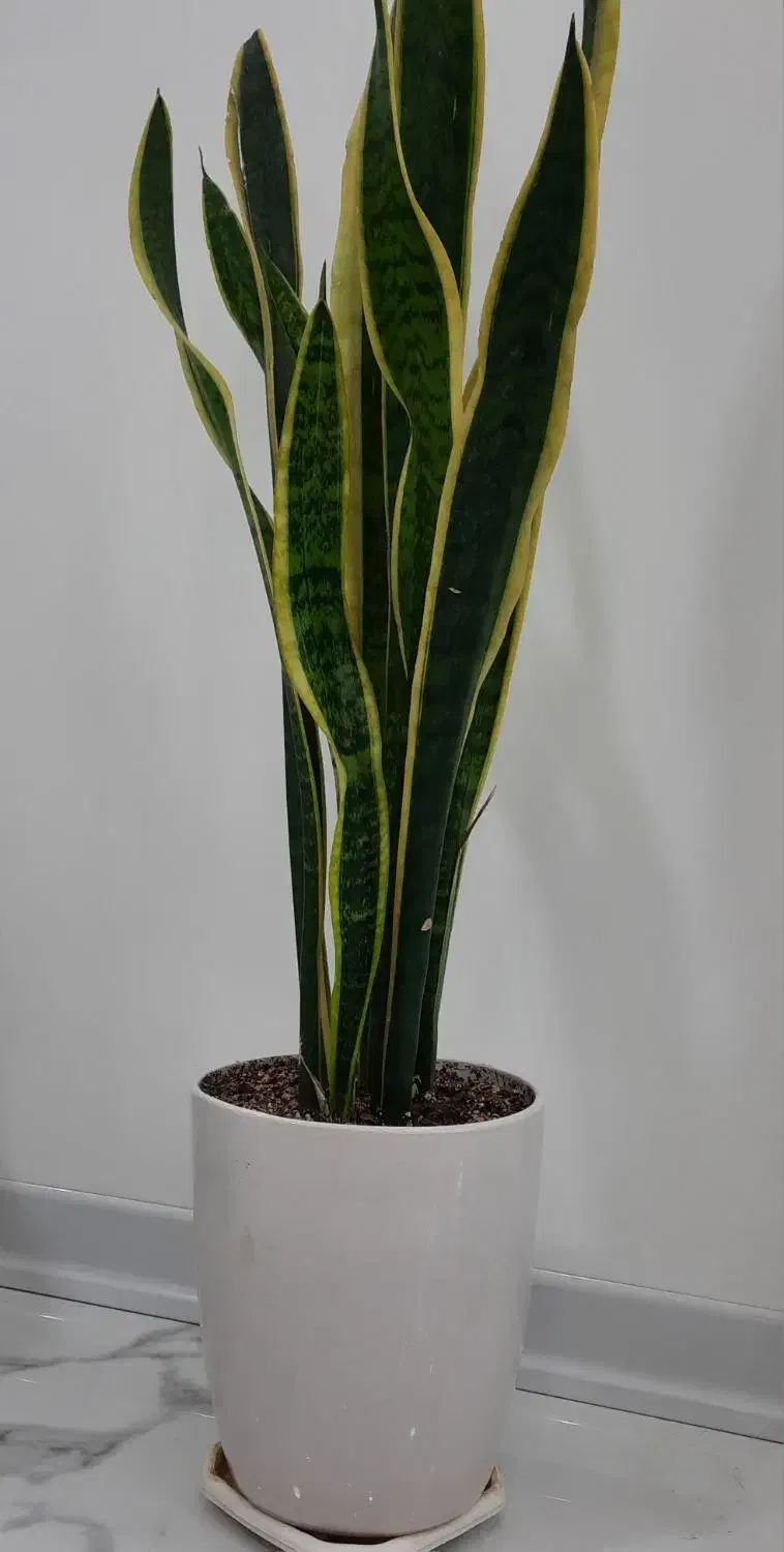 فروش فوری گل|گل و گیاه طبیعی|فولادشهر, B4|دیوار