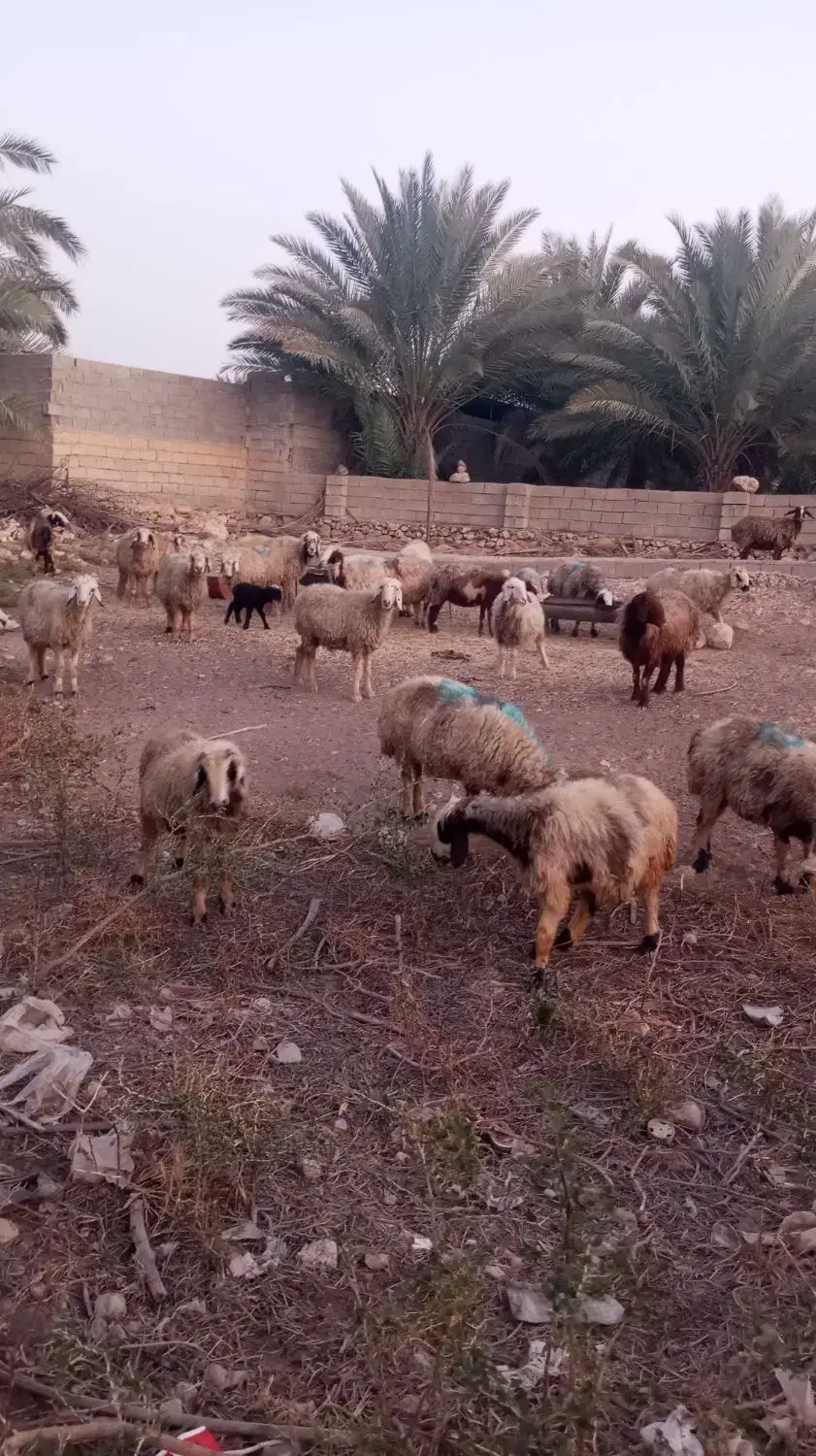 فروش میش بره دار و آبستن|حیوانات مزرعه|کازرون, |دیوار