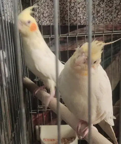 عروس هلندی جفت|پرنده|تهران, شهرک صادقیه|دیوار