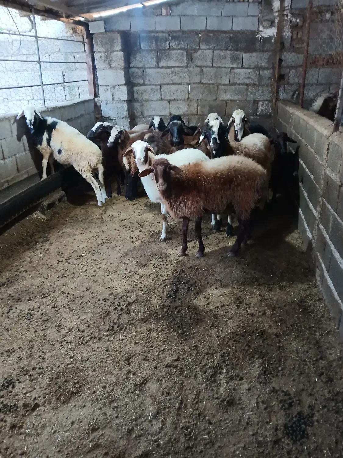 بره نیم گوشت پای پروار|حیوانات مزرعه|قائمشهر, |دیوار