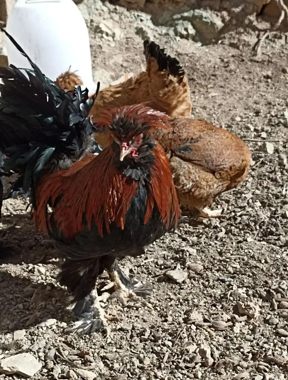 خروس سلطان|حیوانات مزرعه|بن, |دیوار