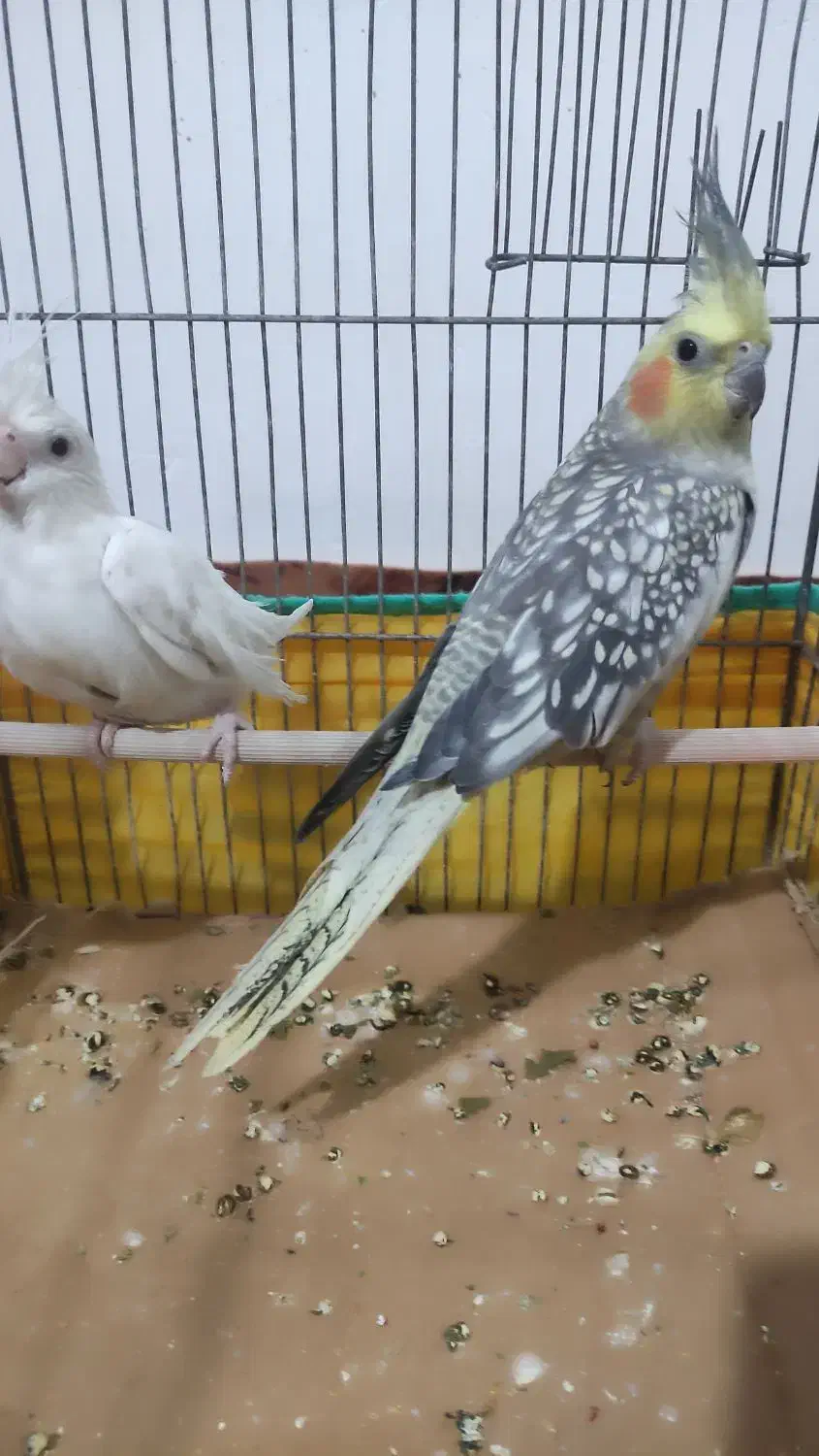 عروس هلندی|پرنده|کبودرآهنگ, |دیوار