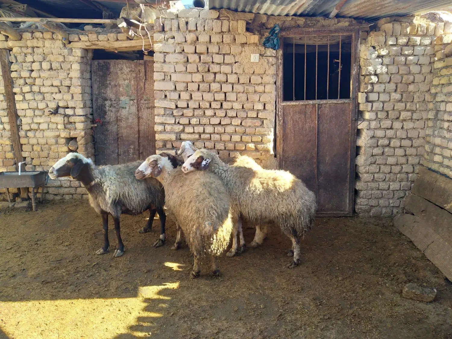 گوسفند چاق|حیوانات مزرعه|معصومیه, |دیوار