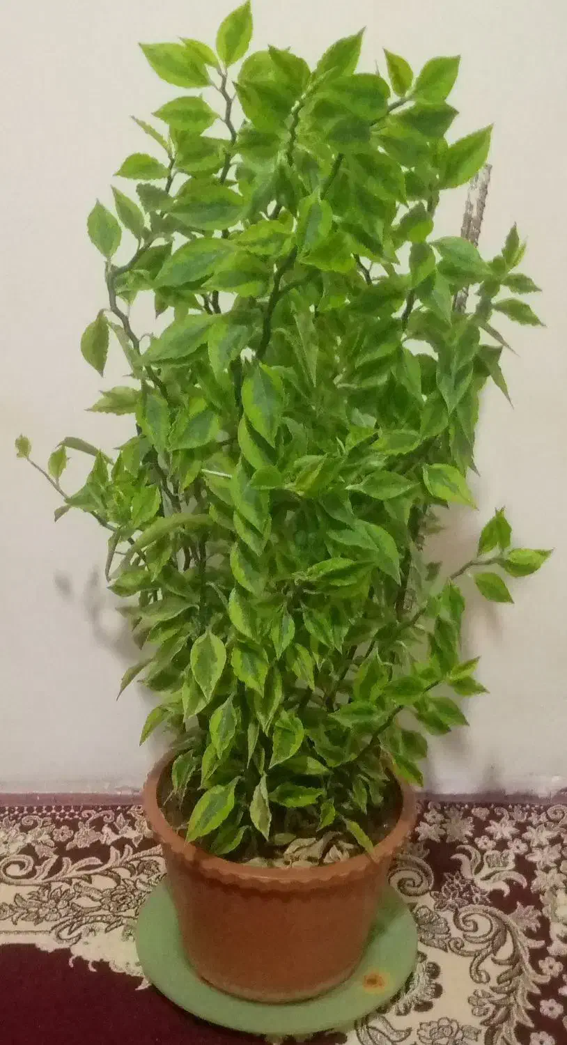 گل آپارتمانی بزرگ|گل و گیاه طبیعی|سردشت, |دیوار