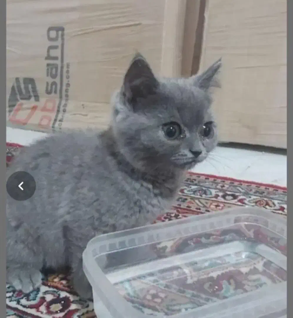 گربه اسکاتیش ۵ماهه|گربه|ایرانشهر, |دیوار