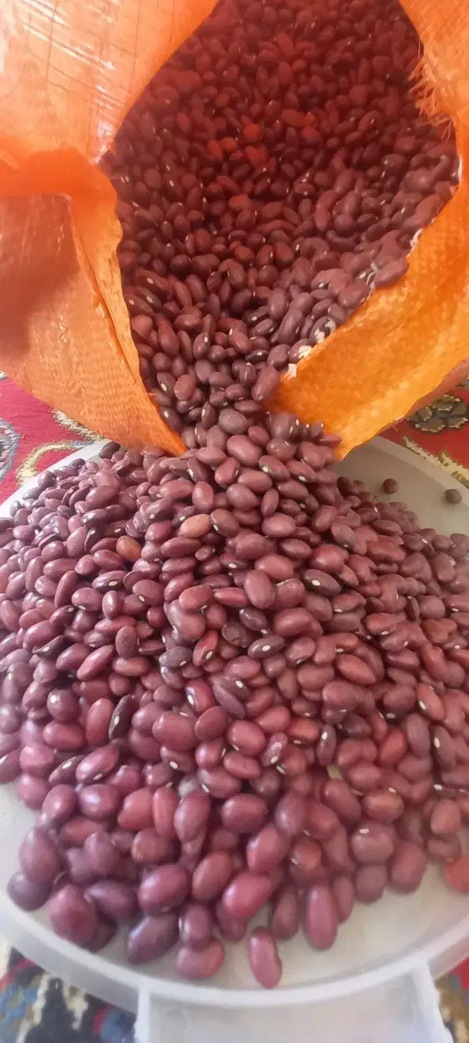 لوبیاقرمز|عمدهفروشی|بهار, |دیوار