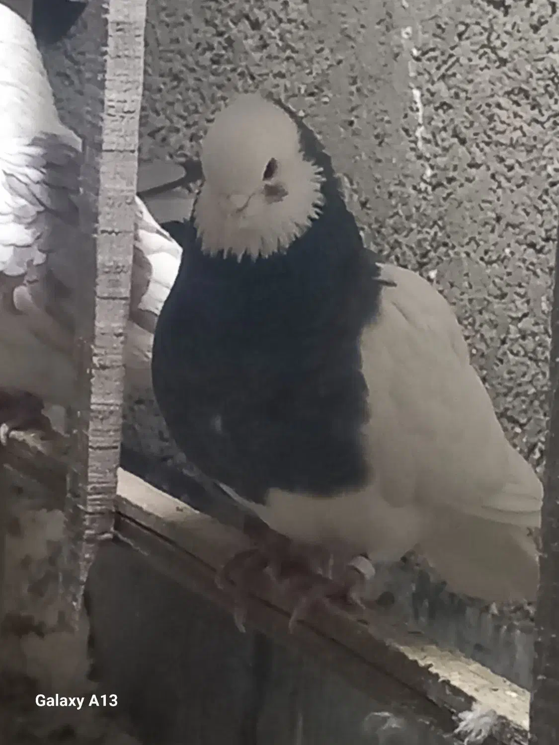 کفتر|پرنده|مشکیندشت, |دیوار