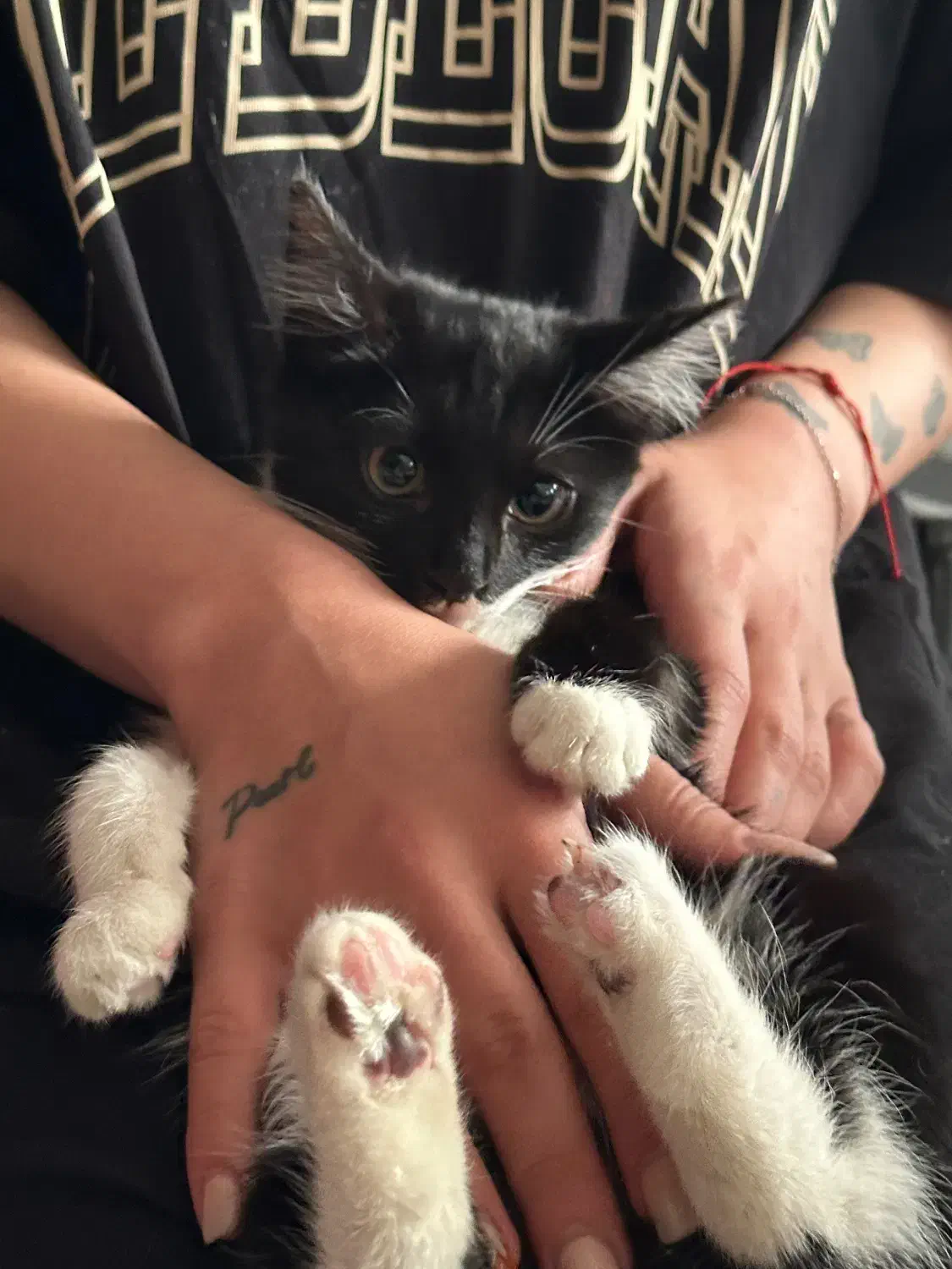 واگذاری گربه سیاه سفید|گربه|تبریز, |دیوار