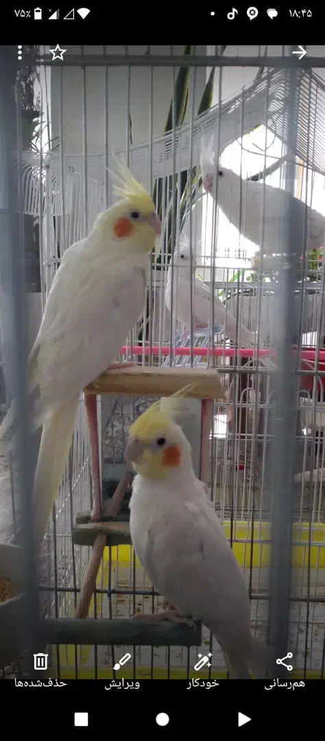 عروس هلندی|پرنده|هرسین, |دیوار