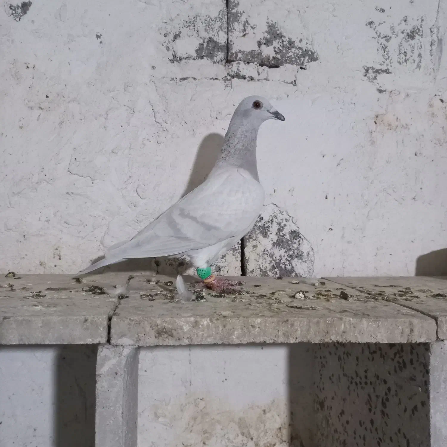 کبوتر کبود پلاکی|پرنده|شبانکاره, |دیوار