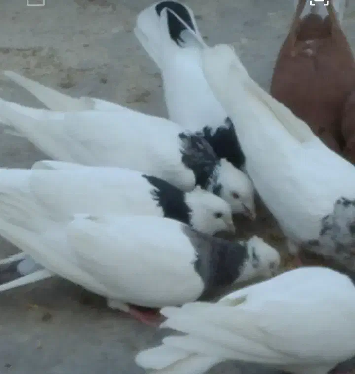 چند عددطوقی|پرنده|امیدیه, |دیوار