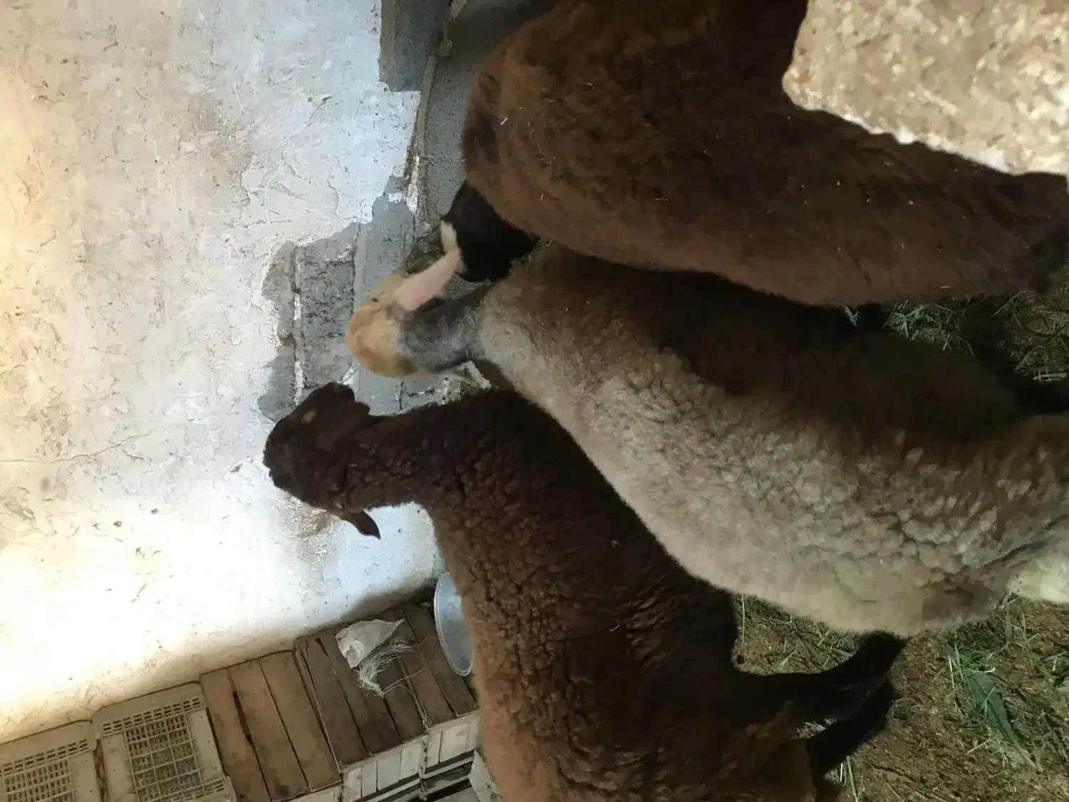 گوسفندهای افشار بروجرد|حیوانات مزرعه|قائمشهر, |دیوار