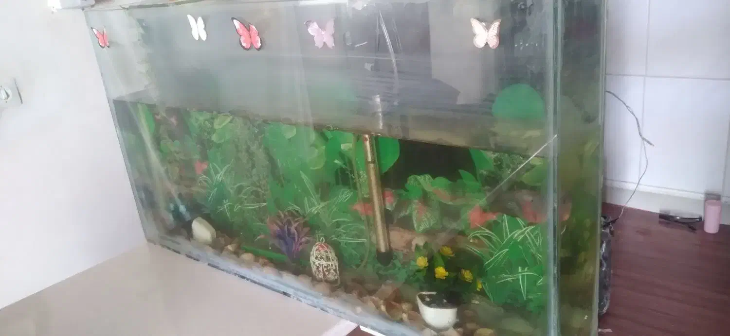 آکواریوم ماهی سالم طول ۸۵ عرض ۱۵ و ارتفاع۴۵|ماهی|شاهینشهر, شهرک گلدیس|دیوار