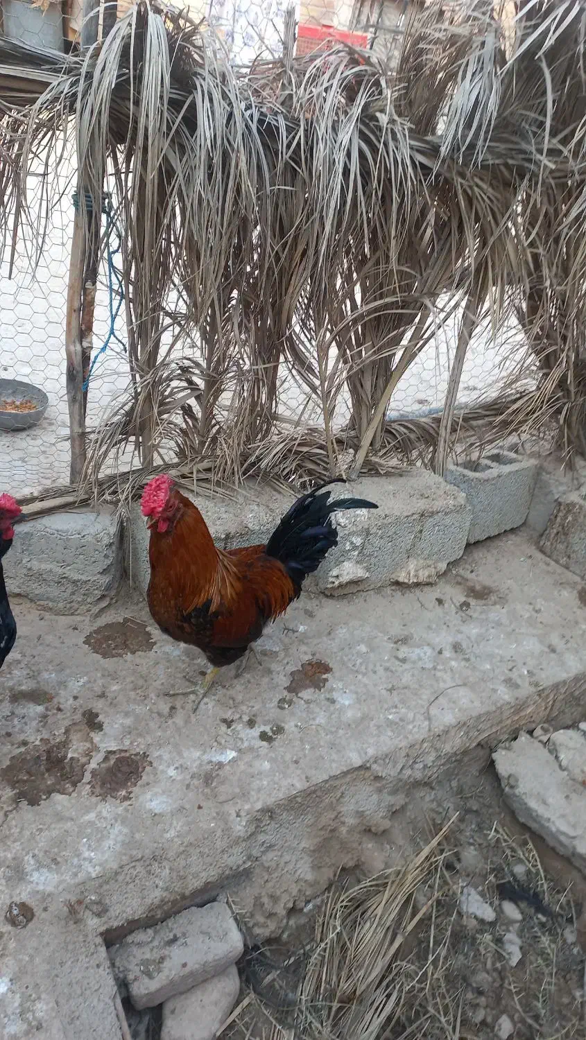 خروس جوان و زرنگ و مرغ گیر ۴۰ تاج و ریشی|حیوانات مزرعه|برازجان, |دیوار