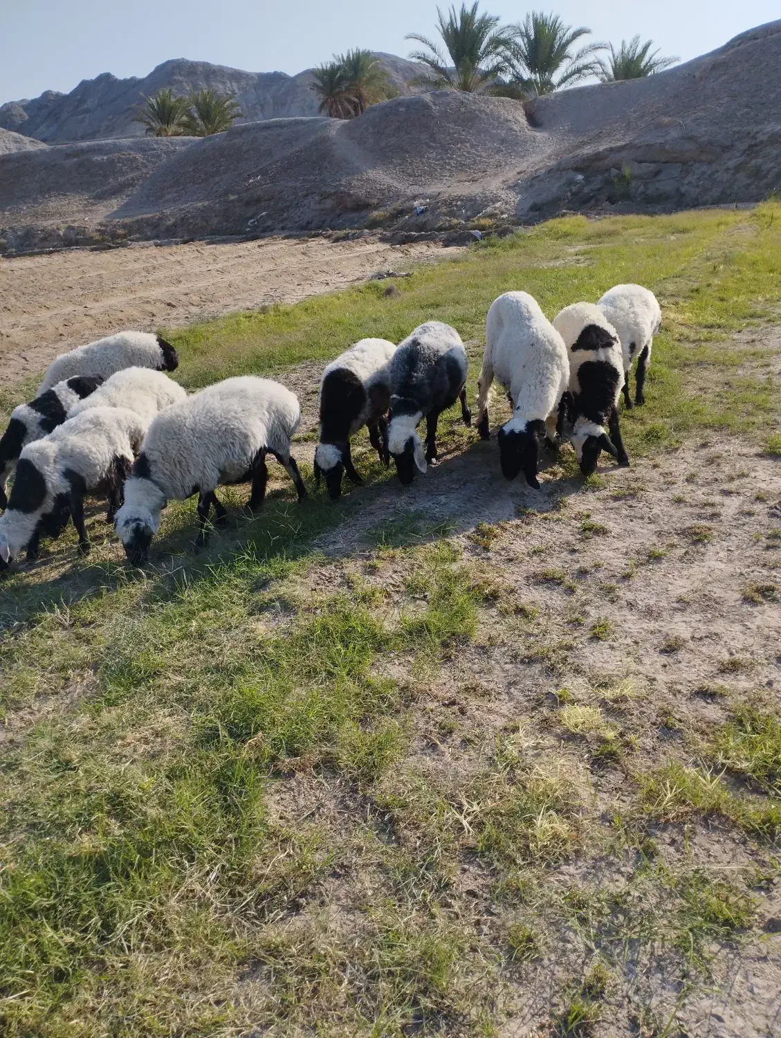 گوسفند|حیوانات مزرعه|میرجاوه, |دیوار