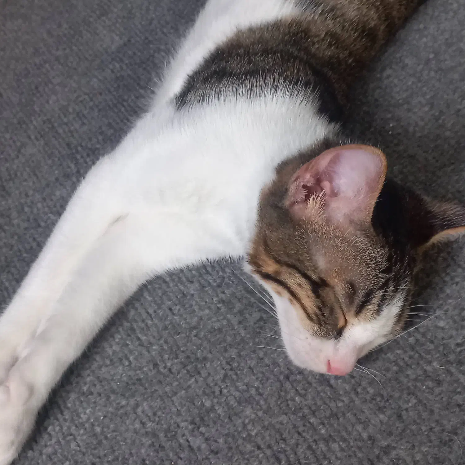 واگذاری گربه|گربه|رشت, چله خانه|دیوار