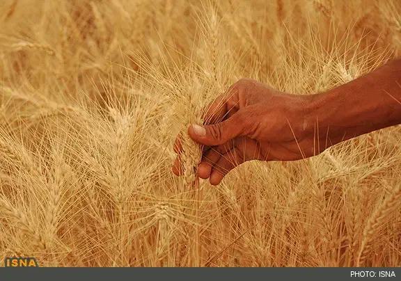 زمین کشاورزی. باغی صنعتی گاوداری مرغداری|فروش دفتر صنعتی، کشاورزی، تجاری|مرودشت, مجد آباد|دیوار