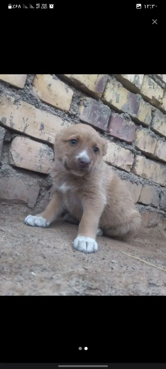 توله ماده ۲ تا|سگ|تربت جام, کاریز نو سفلی|دیوار