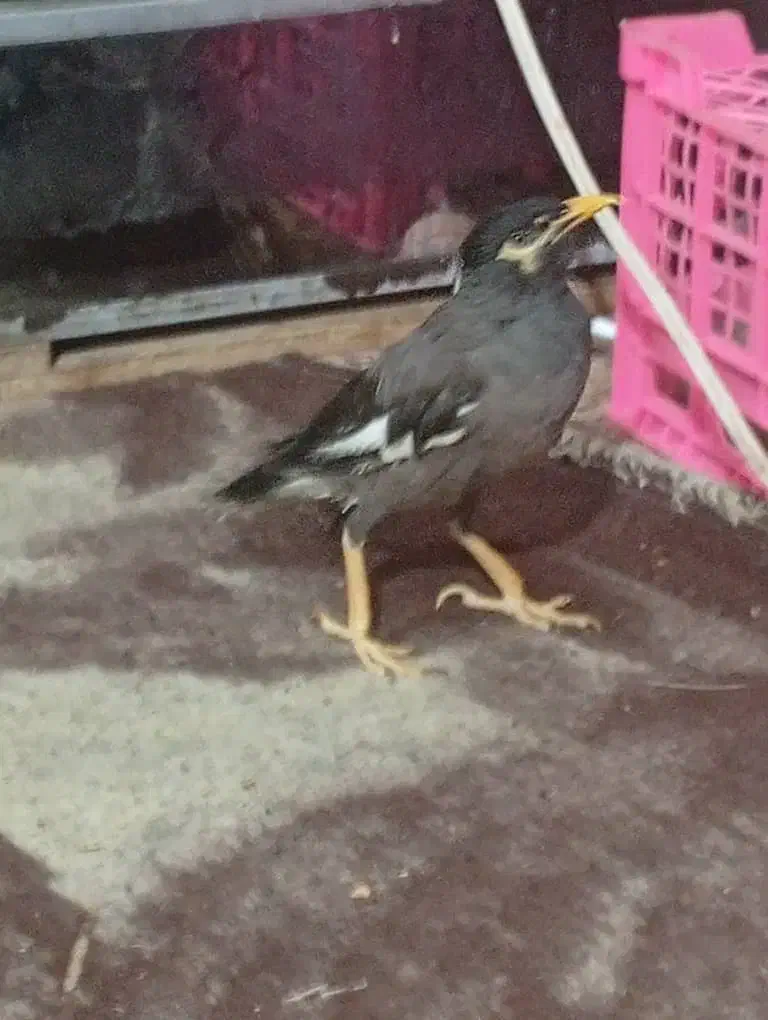 مرغ مینا|پرنده|بم, |دیوار