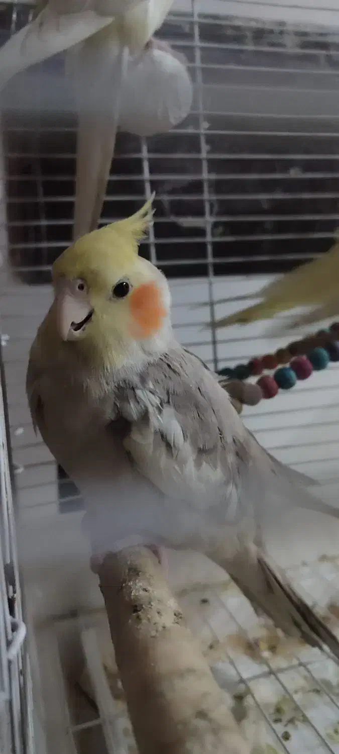 عروس هلندی|پرنده|تهران, خانی آباد نو جنوبی|دیوار