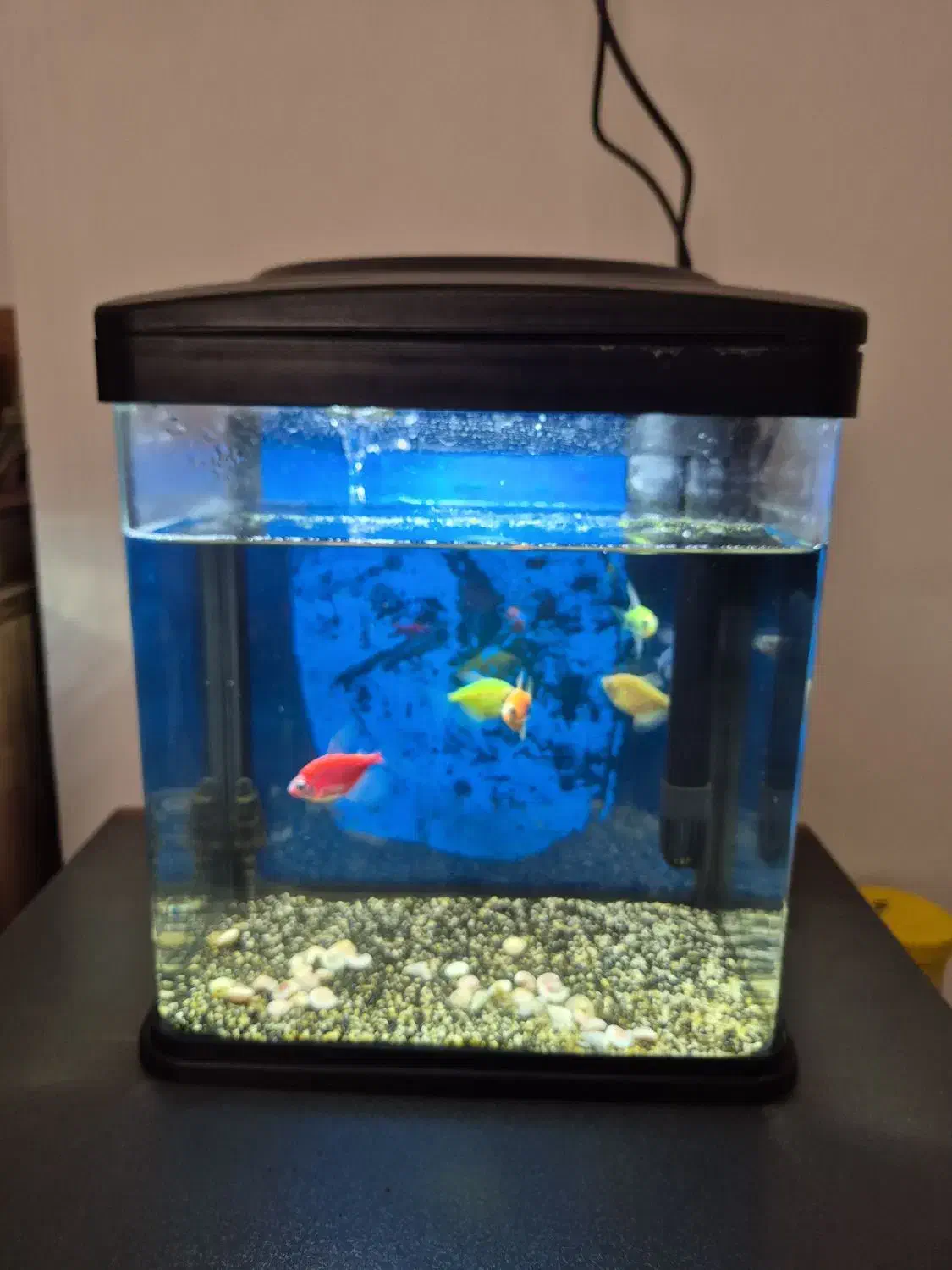 آکواریوم با ماهی|ماهی|ابهر, |دیوار