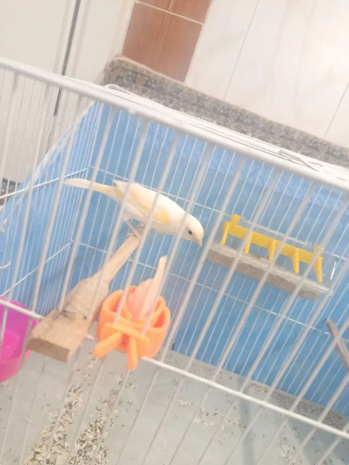 قناری|پرنده|تربت‌حیدریه, پائین ولایت|دیوار