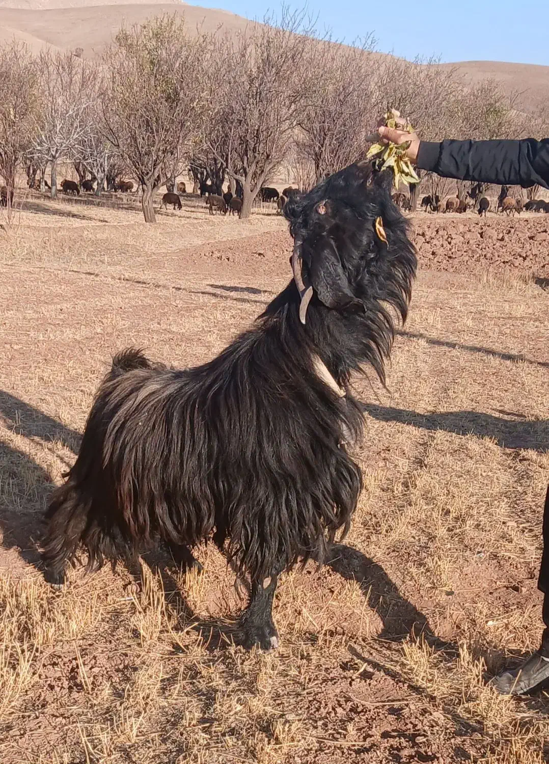 بزنر پاکستانی|حیوانات مزرعه|ابهر, |دیوار