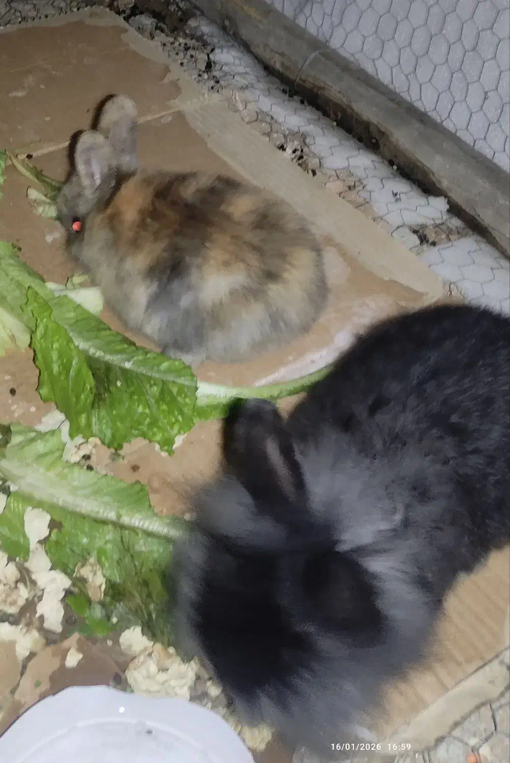 خرگوش زیباوبازی گوش|موش و خرگوش|نقده, |دیوار