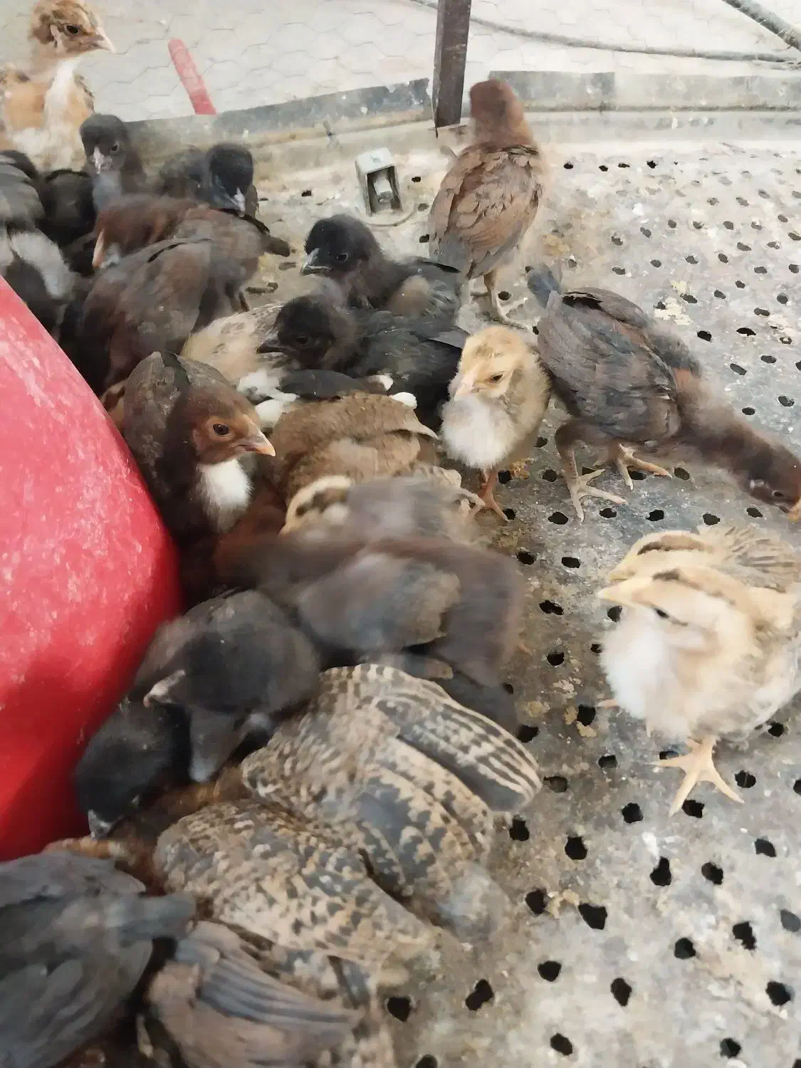 جوجه|حیوانات مزرعه|یزد, |دیوار