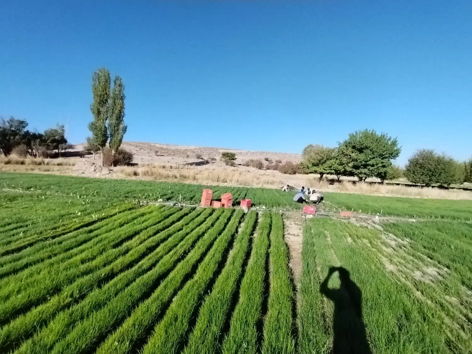 نهال نشا مینروا پیاز|گل و گیاه طبیعی|حاجی آباد, |دیوار