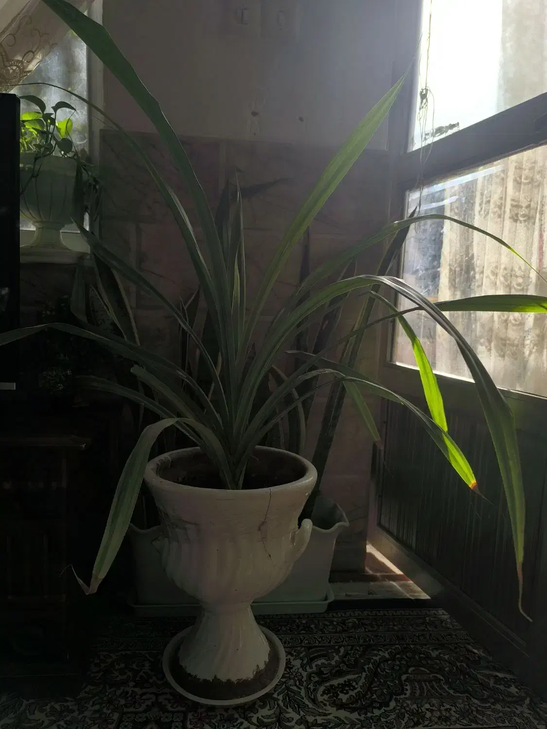 گل طبیعی پاندانوس|گل و گیاه طبیعی|مشهد, بلال|دیوار