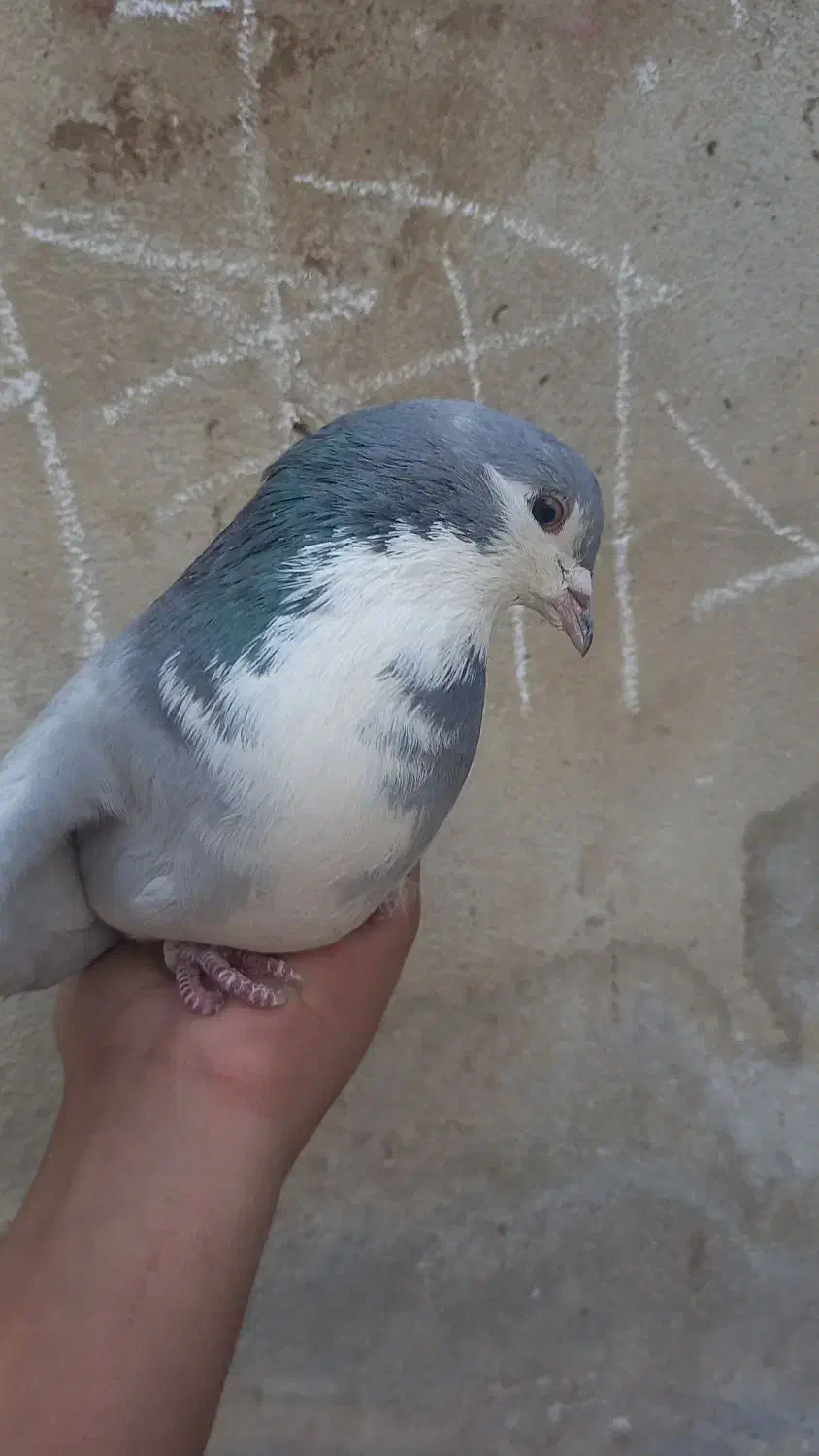 ۲ تا نر دمگیر مست مست|پرنده|خمینی‌شهر, |دیوار