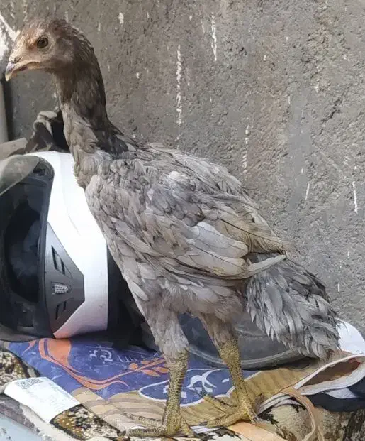 جوجه لاری چهار ماه|حیوانات مزرعه|مشهد, شهید احمدی روشن|دیوار