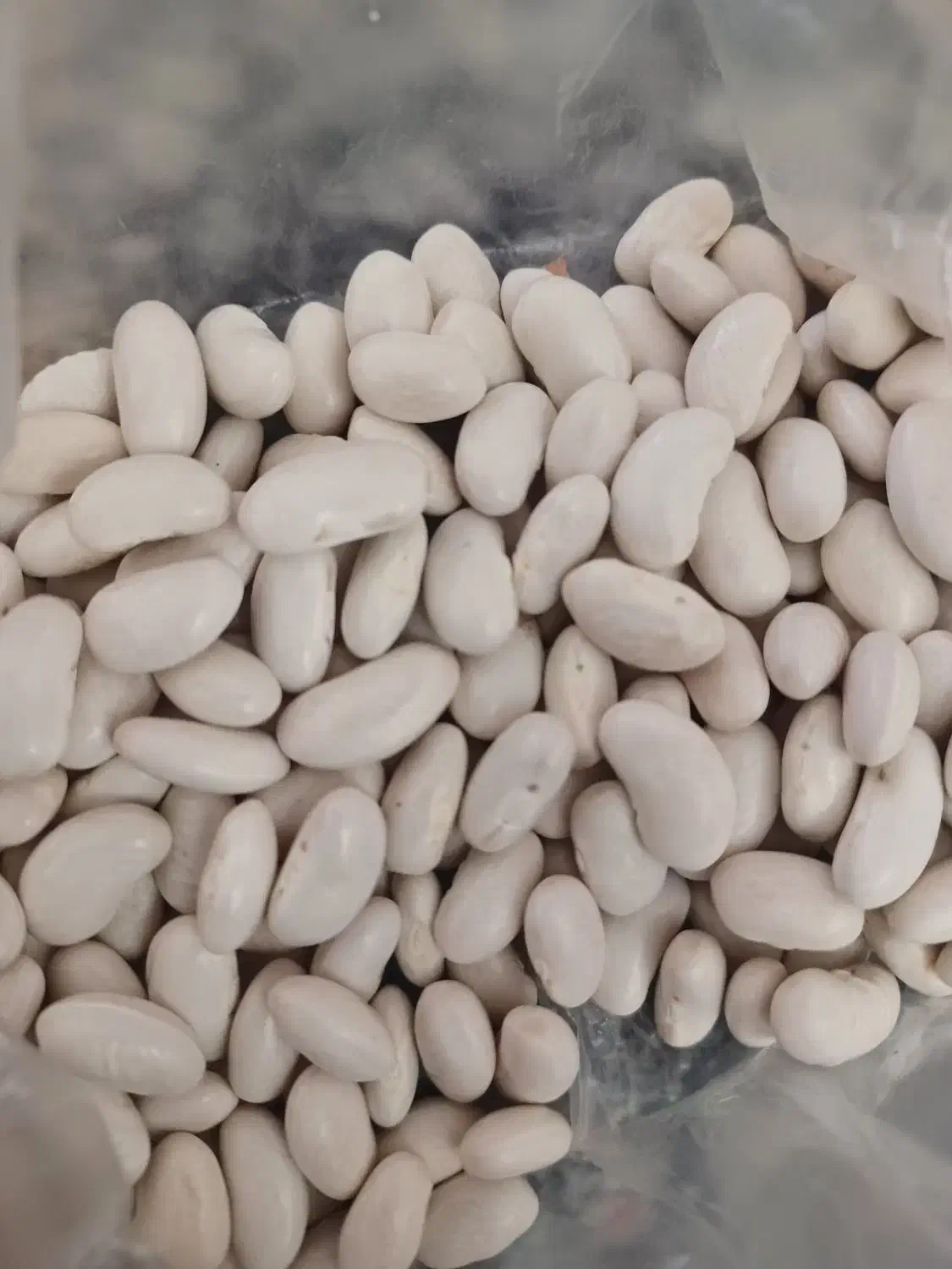 لوبیا قرمز و سفید|عمدهفروشی|ازنا, |دیوار