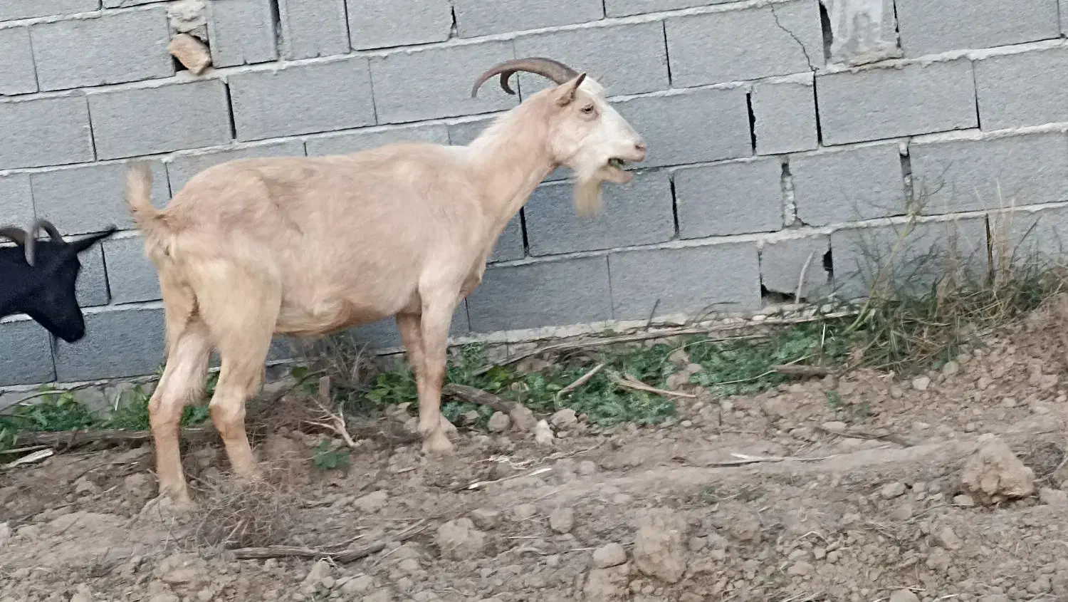 بز آلپاین و سانن . بزغاله|حیوانات مزرعه|سیمین شهر, |دیوار