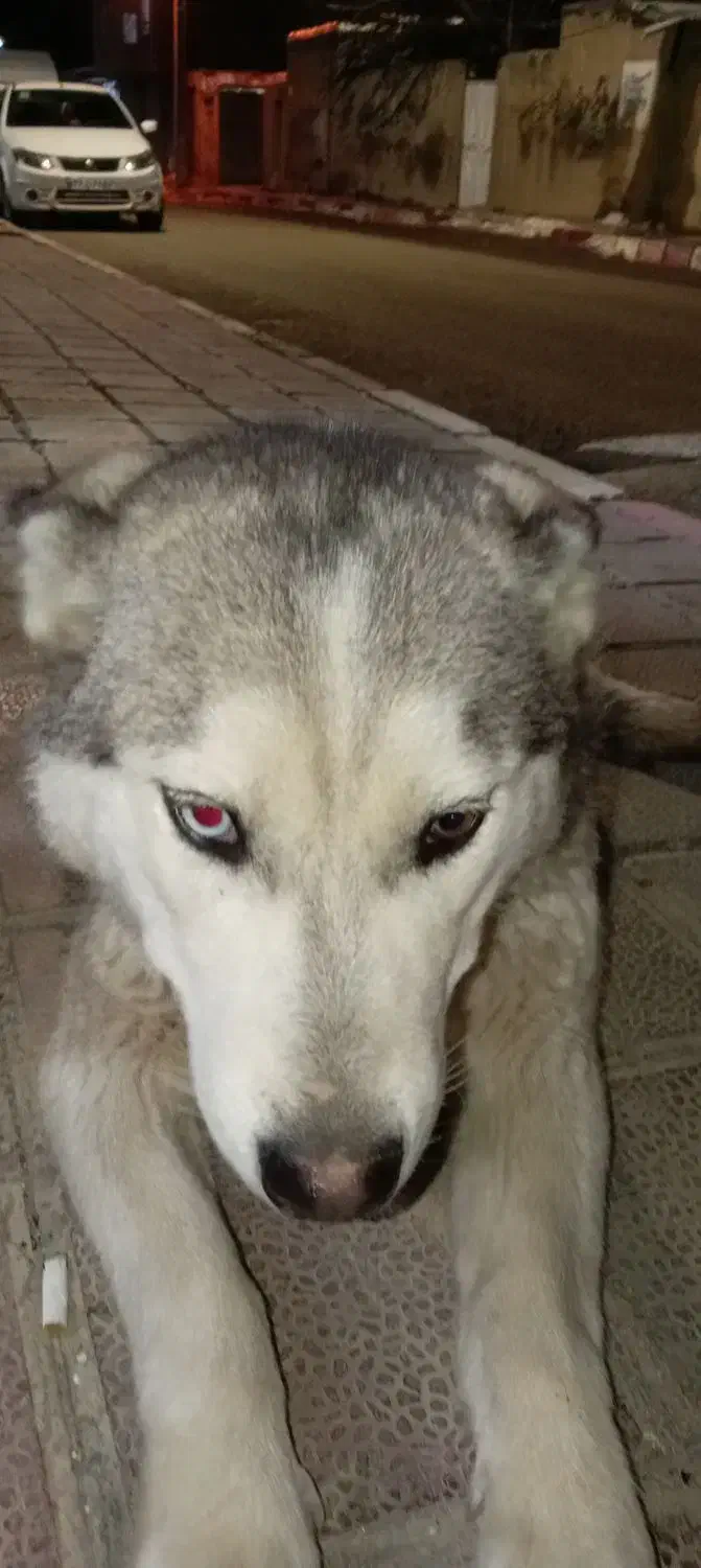 سگ هاسکی|سگ|دهگلان, |دیوار