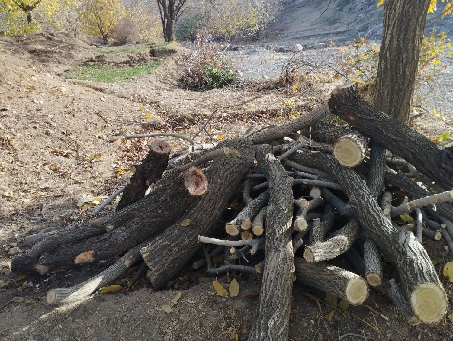 خریدار چوب داخل باغ|خدمات باغبانی و درختکاری|کنگاور, |دیوار