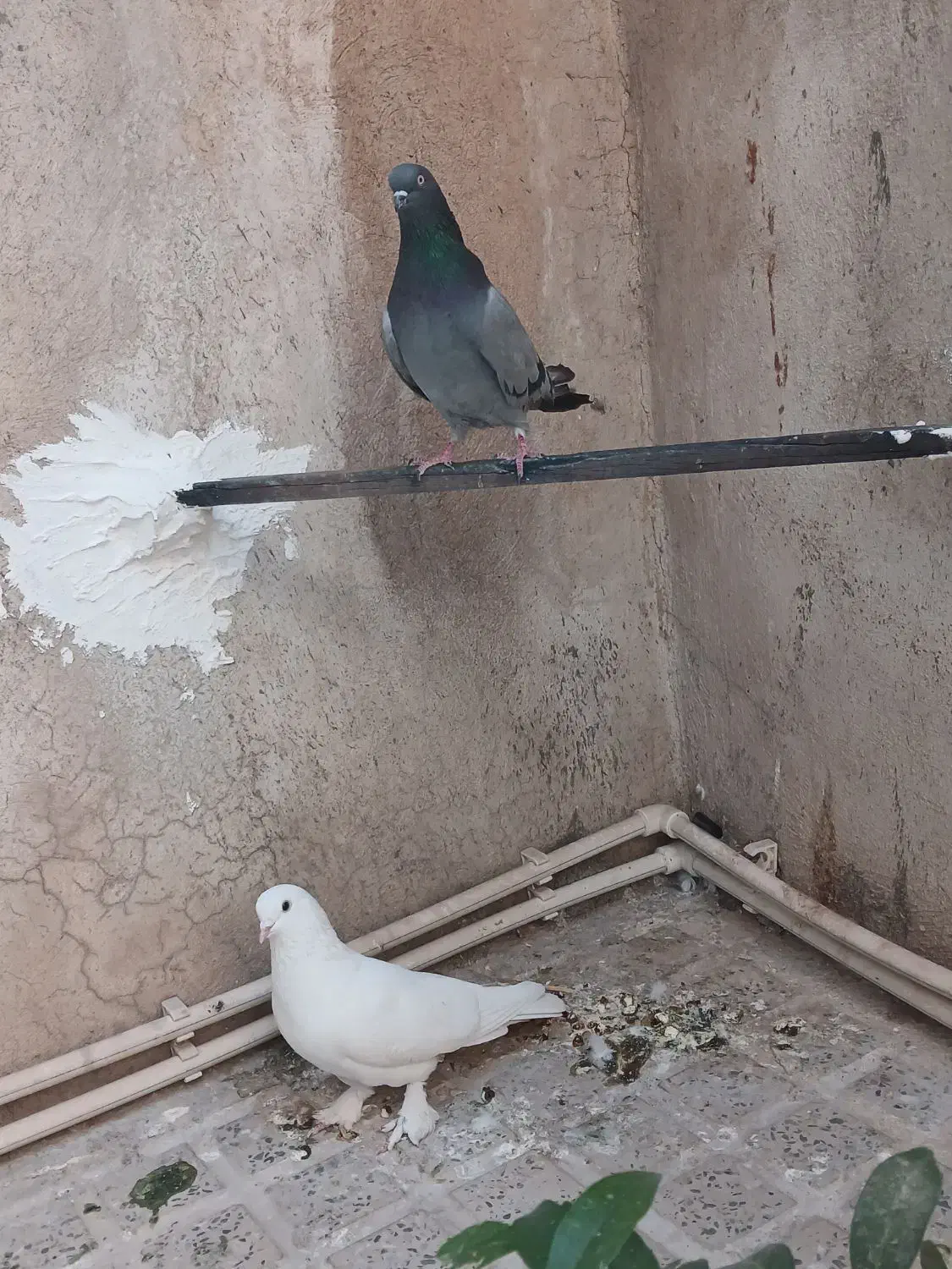 کبوتر|پرنده|ایلام, |دیوار