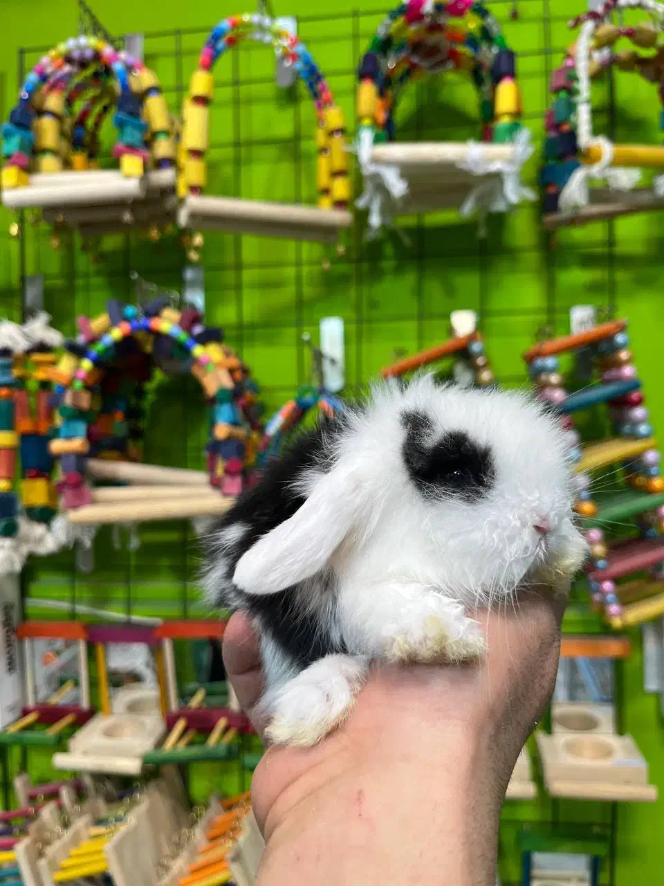 خرگوش مینی لوپ|موش و خرگوش|قائم‌شهر, |دیوار