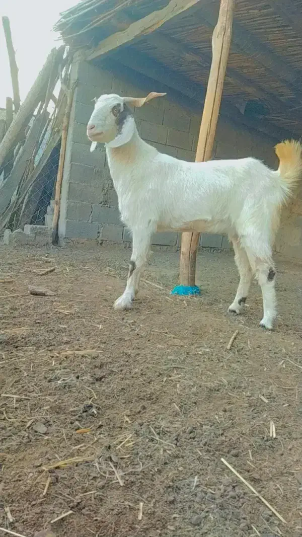 بز شکم اول آبستن جنس خوب|حیوانات مزرعه|آزادشهر, |دیوار