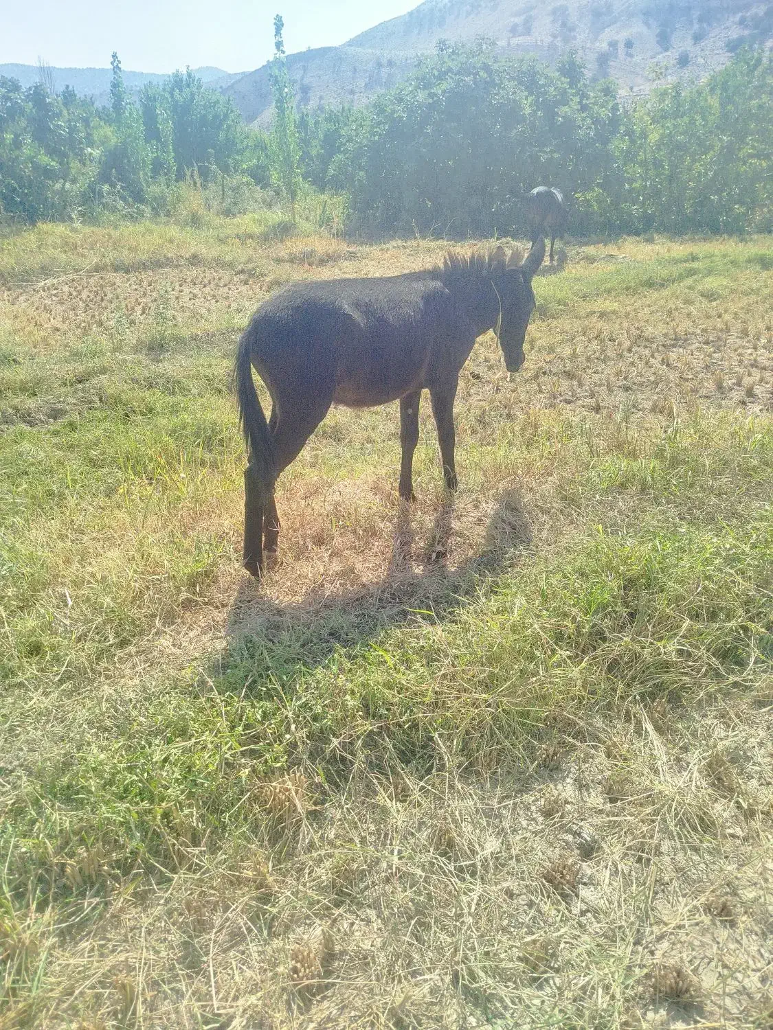 مادیون با قاطر|حیوانات مزرعه|سراب میمه, |دیوار