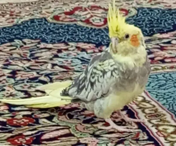 عروس هلندی|پرنده|ریگان, |دیوار