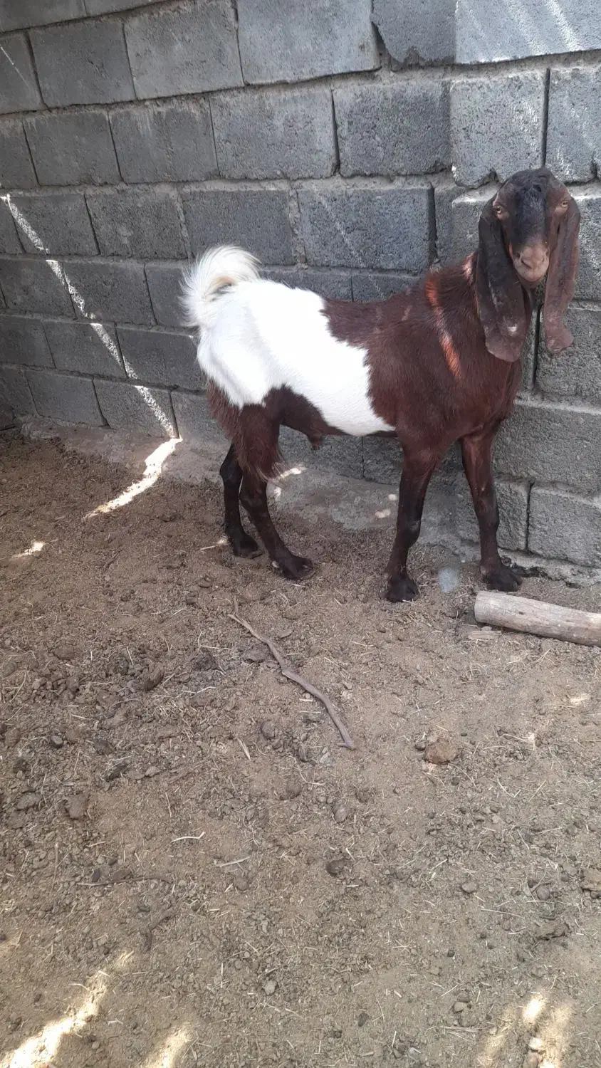 فروش چپشت|حیوانات مزرعه|رودان, |دیوار