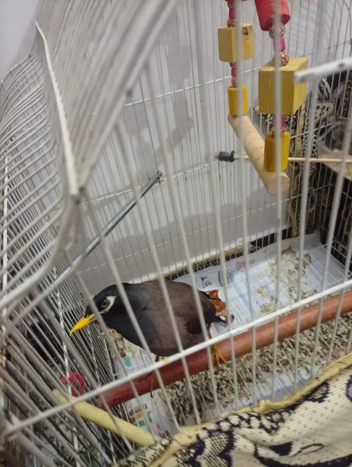 پرنده مینا|پرنده|ری, شهرری|دیوار