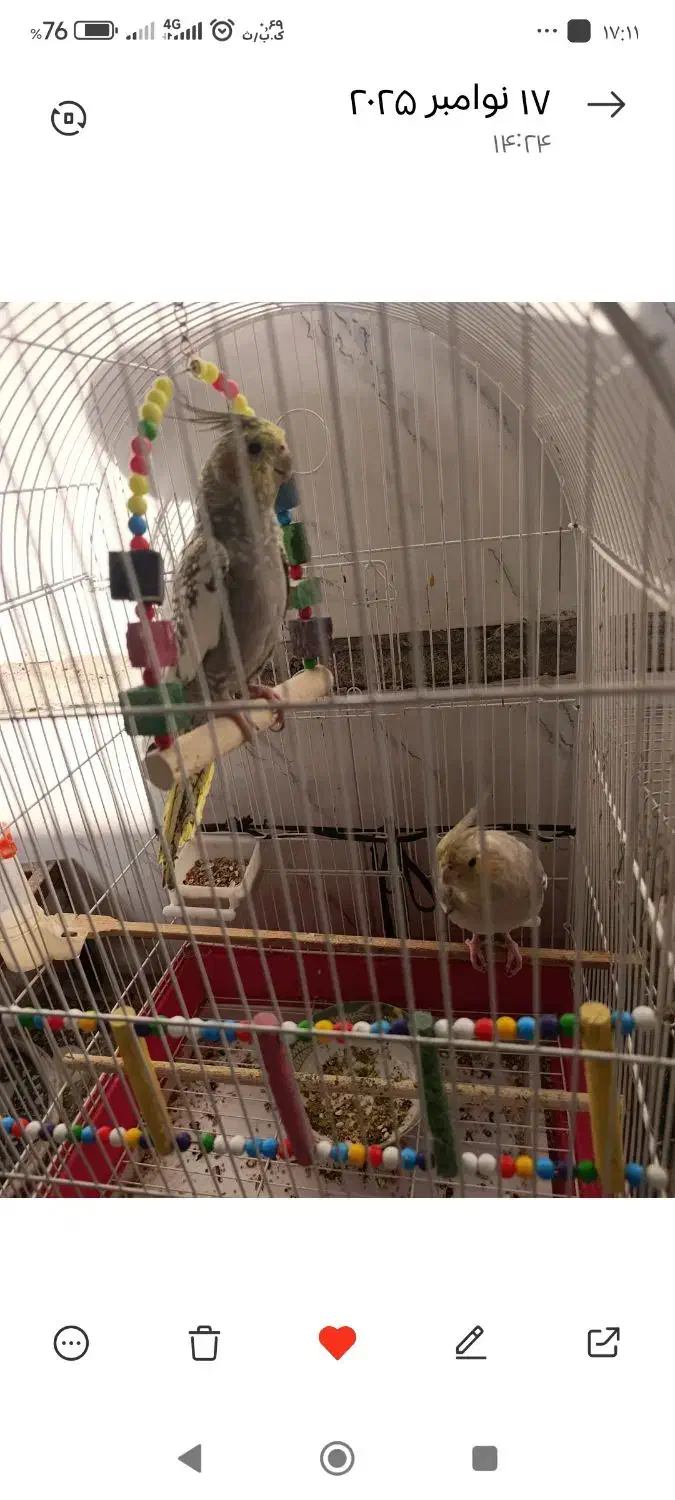 عروس هلندی|پرنده|گتوند, |دیوار