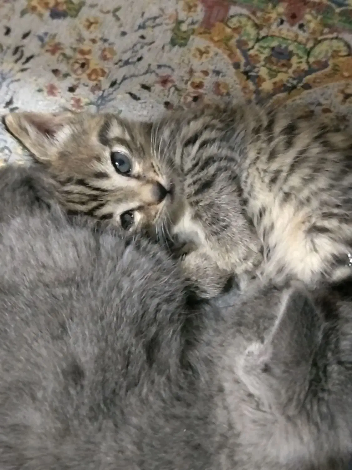 واگذاری بچه گربه و یک گربه تاکسیدو|گربه|ارومیه, |دیوار