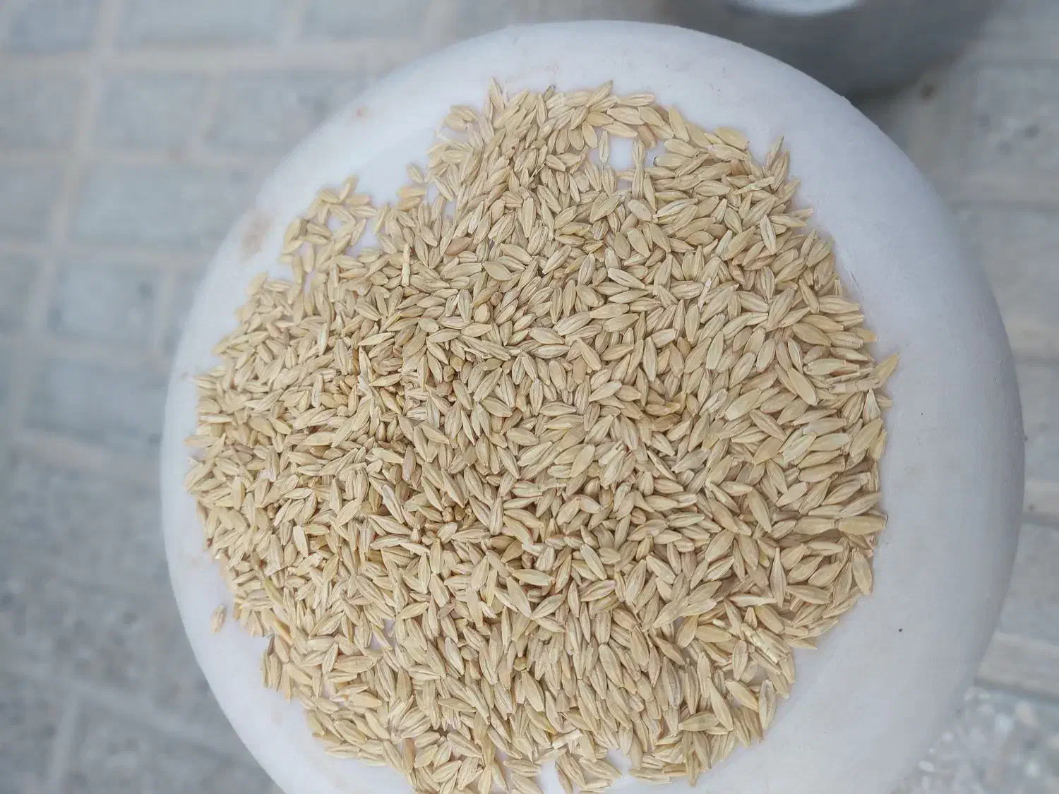 خدمات باغبونی و درختکاری|گل و گیاه طبیعی|شیروان (خراسان), |دیوار