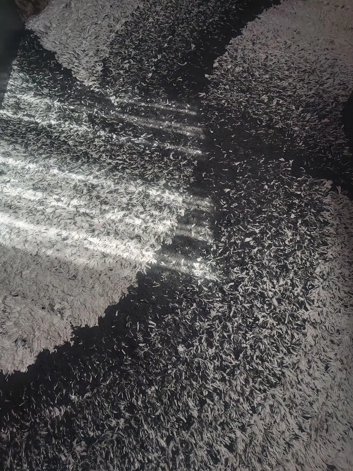 فرش فانتزی ۶ متری|فرش|پردیس, فاز ۱|دیوار