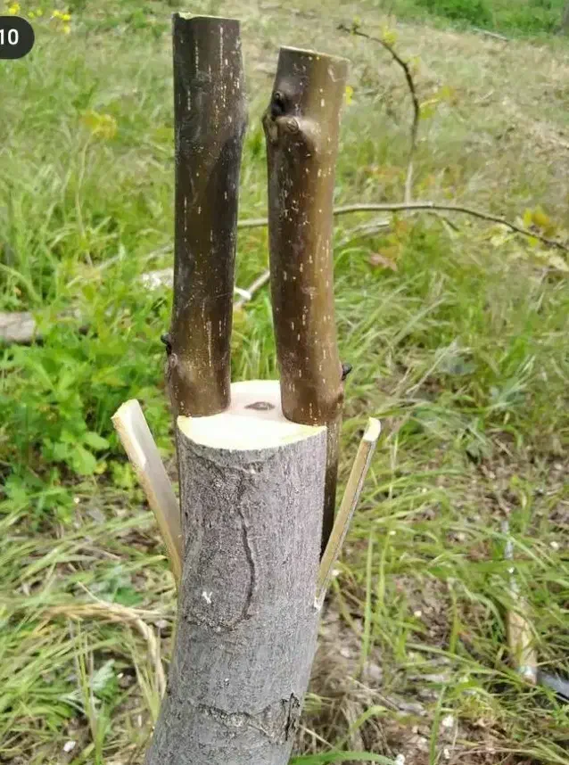 پیوند درختان|خدمات باغبانی و درختکاری|ملایر, |دیوار